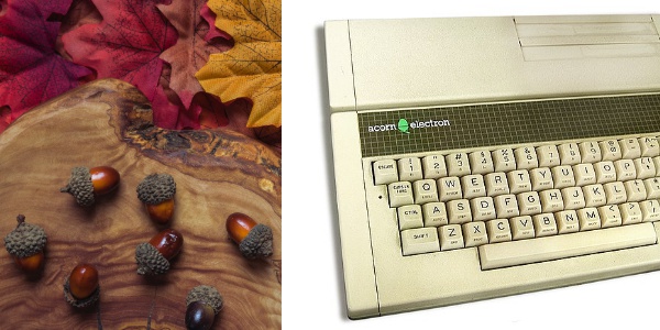 acorn